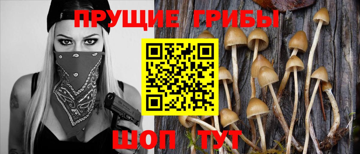 Галлюциногенные грибы прущие грибы  Вход с VPN  Звенигород 